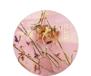 Tillie Cole: A Wish for Us