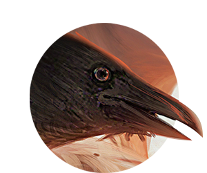 Margaret Rogerson: An Enchantment of Ravens